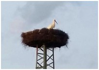 Storch